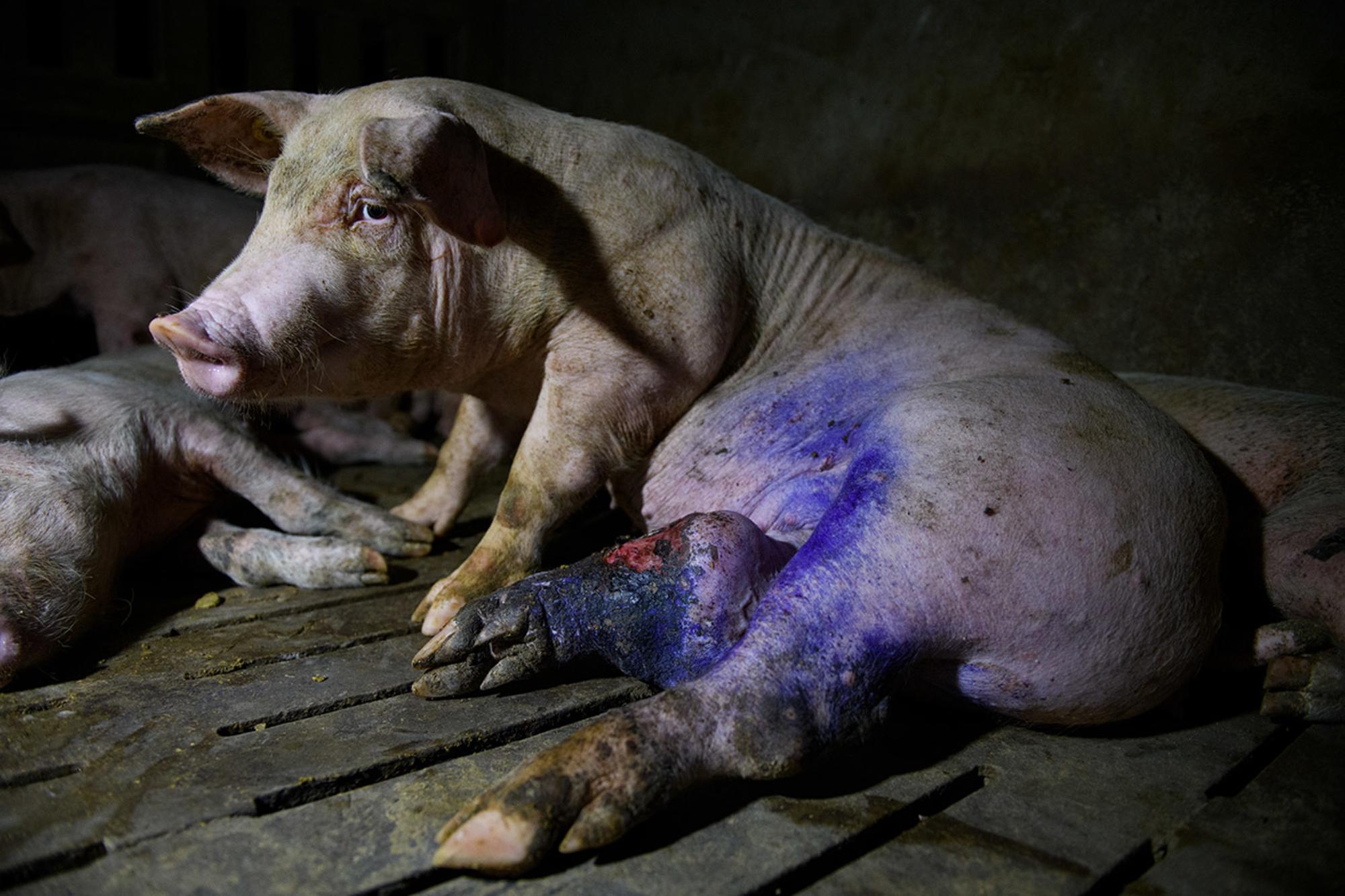 Ver el sufrimiento animal en granjas de cerdos 1